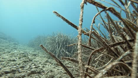 tauchen unter wasser mit wachsenden seegräsern am strand von jerusalem in kefalonia, griechenland