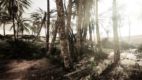 the palms oasis trail is one of many popular hikes in national park