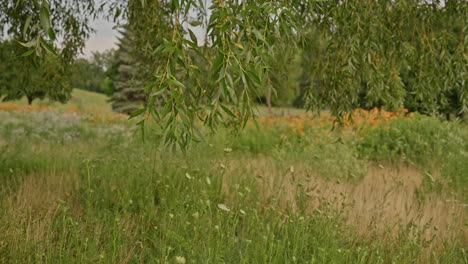 18-second dolly shot pulling back slowly from a quiet meadow under willow trees. a cinematic and emotional farewell to stillness and open space
