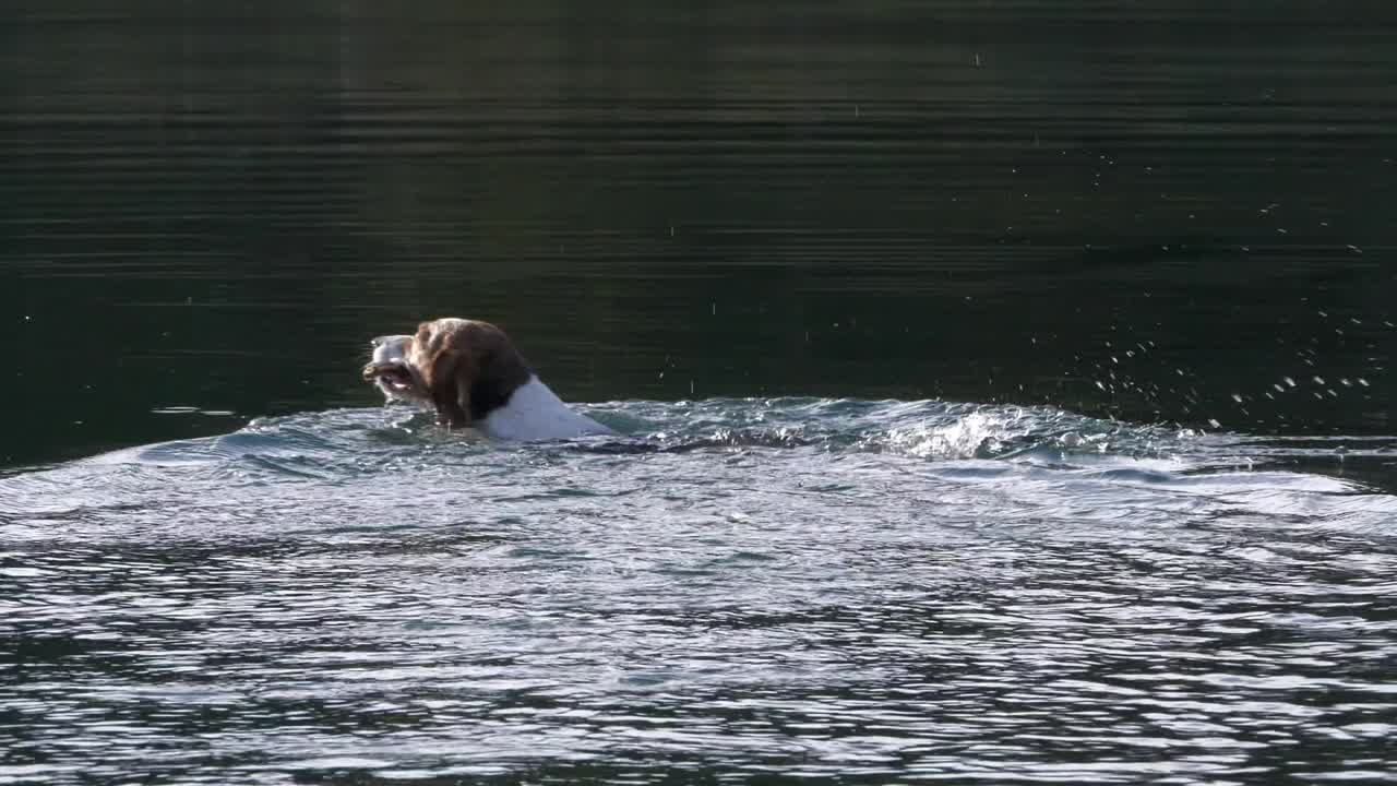 나무 막대기를 되찾고 물속에서 헤엄치는 비글