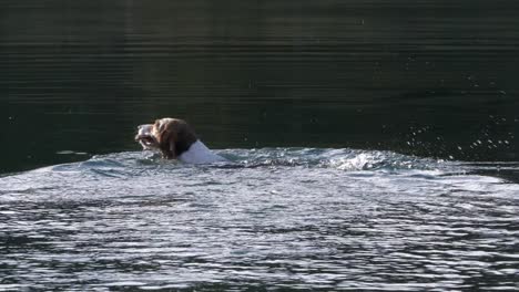 beagle swims in water taking back a wooden stick