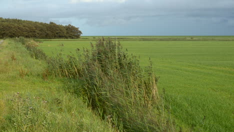 Drainage-ditch-filled-with-reed-in-autumn-dairy-farmland