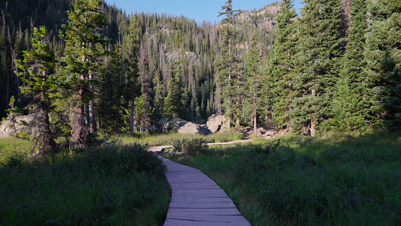 Contenuti visivi di una foresta onirica che creano un senso di meraviglia e calma nella natura
