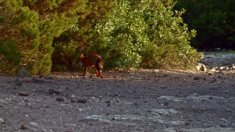 Tracking-shot-of-fox-carrying-food-in-its-mouth,-hiding-behind-bushes,-slomo