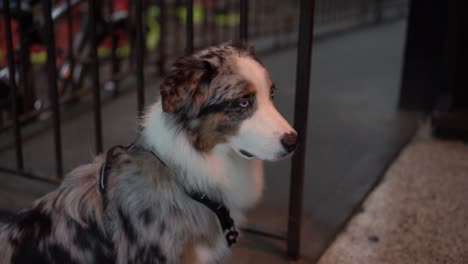 slow motion of a dog in the city