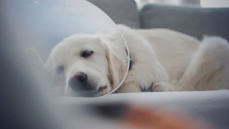 Golden-retriever-in-Elizabethan-collar-sleeps-after-surgery