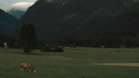 Kühe-Auf-Einem-Bauernhof-In-österreich-Gosau