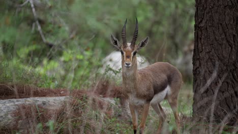 male mountain gazelle standing in the woods and looking around