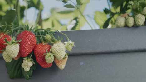 slider shot: juicy strawberries ripen in a high dutch garden