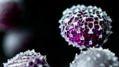 frozen purple berries close-up