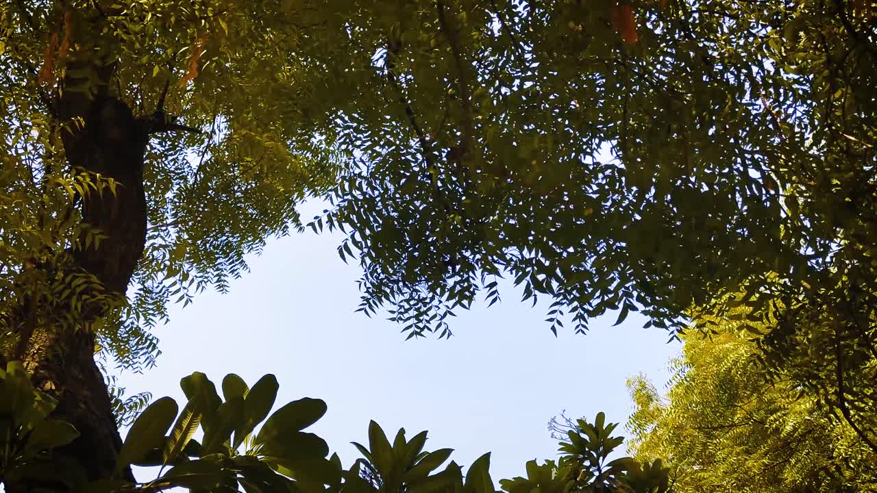 Upward view of green tree leaves with blue sky in background. Peaceful and relaxing nature scene ideal for backgrounds, mindfulness, forest themes or environmental visuals.