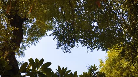 upward view of green tree leaves with blue sky in background. peaceful and relaxing nature scene ideal for backgrounds, mindfulness, forest themes or environmental visuals.