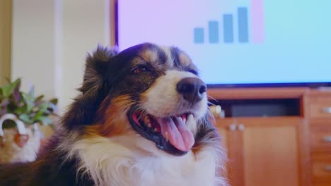 a close-up shot of a heavily and happily breathing dog