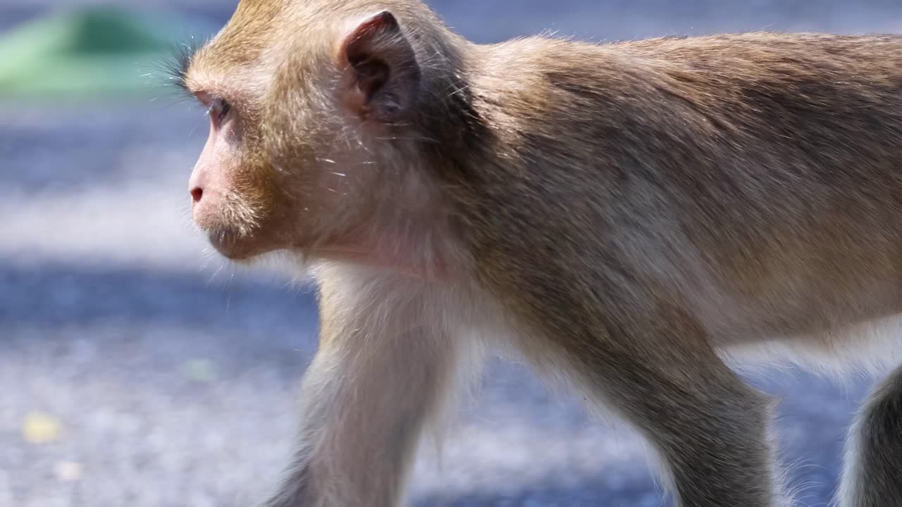 mono caminando a través de una carretera en el zoológico