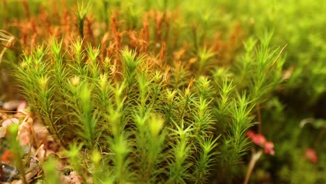 time-lapse of grass growth in edinburgh, scotland