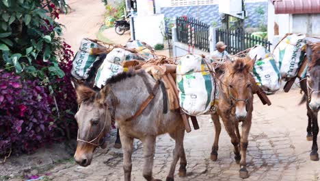 horses with loaded packs walking through a village