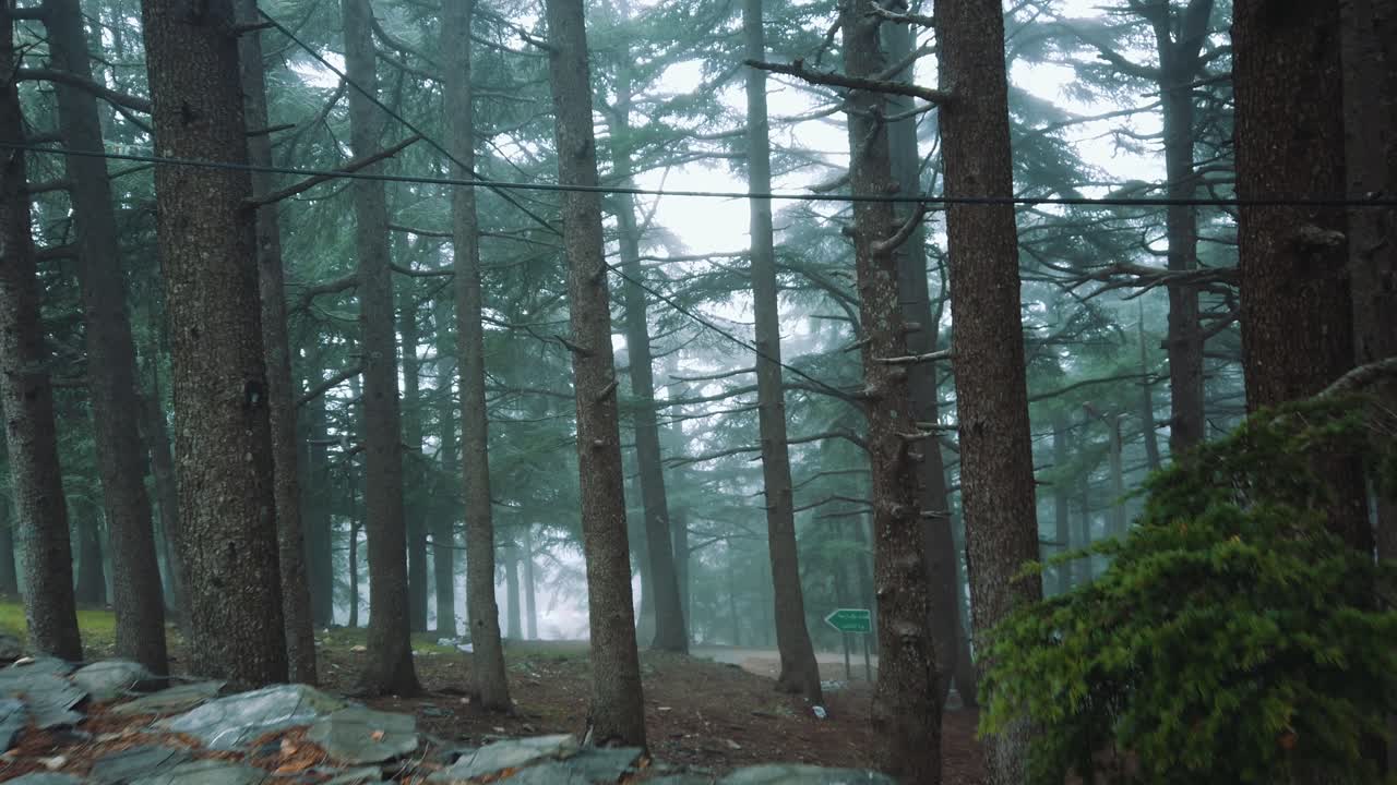 vista de cerca de los árboles de cedro en tiempo de niebla, en las montañas del atlas - parque nacional de chrea