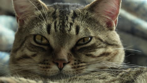 a cute tabby cat looking in to the lens in slow motion