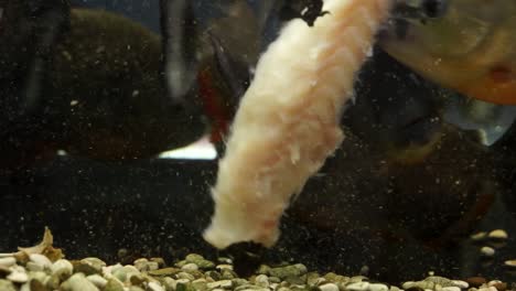 pack hunting behavior shown by group of piranhas in zoo aquarium, red piranha