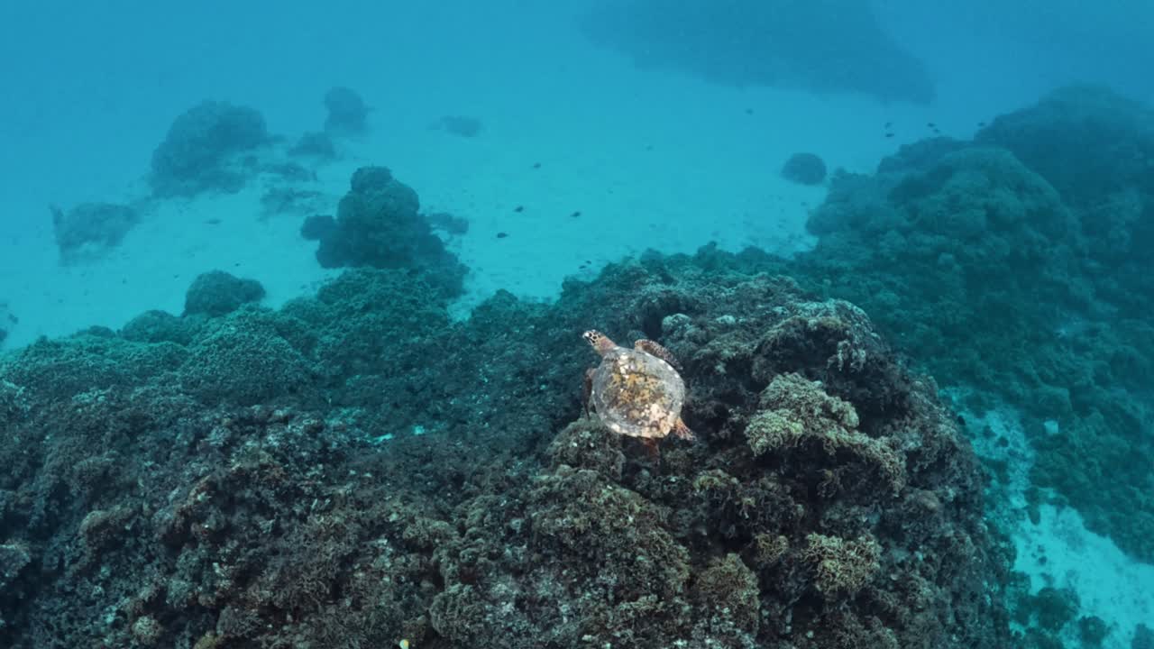 Green Sea Turtle Flapping Front Flippers While Swimming Over Corals On Reef In Bora Bora. underwater shot