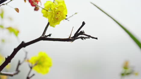 Experience-the-beauty-of-a-close-up-shot-capturing-raindrops-on-an-apricot-branch-on-a-peaceful-morning