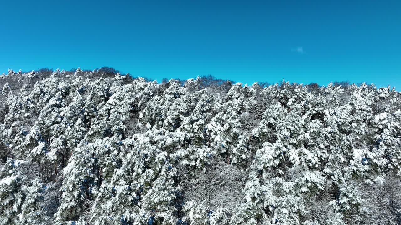 A stunning aerial shot of a dense pine forest blanketed in fresh white snow under a clear blue sky in Gdansk, Poland. Perfect for winter travel and nature documentaries