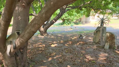 monos vervet en el parque nacional kruger durante un día soleado en sudáfrica