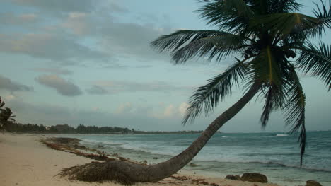 paradise palms5