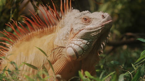 iguana americana tomando el sol en el bosque, lamiendo la lengua