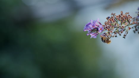 abeja en busca de néctar en el arbusto de mariposas en otoño