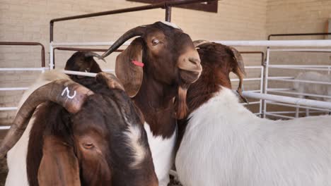 Cabras-Boerbok-Con-Cuernos-Esperan-En-El-Corral-Antes-De-La-Subasta-Pública