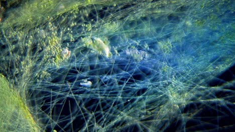 Cyanobacteria-and-green-algae-movement-under-microscope