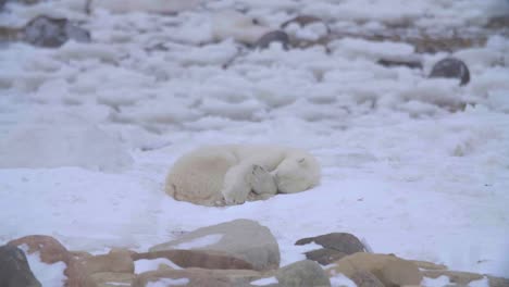 Ein-Einzelner-Eisbär-Rollt-Sich-Zu-Einer-Kugel-Zusammen,-Um-Auf-Reinem-Weißem-Schnee-Ein-Nickerchen-Zu-Machen