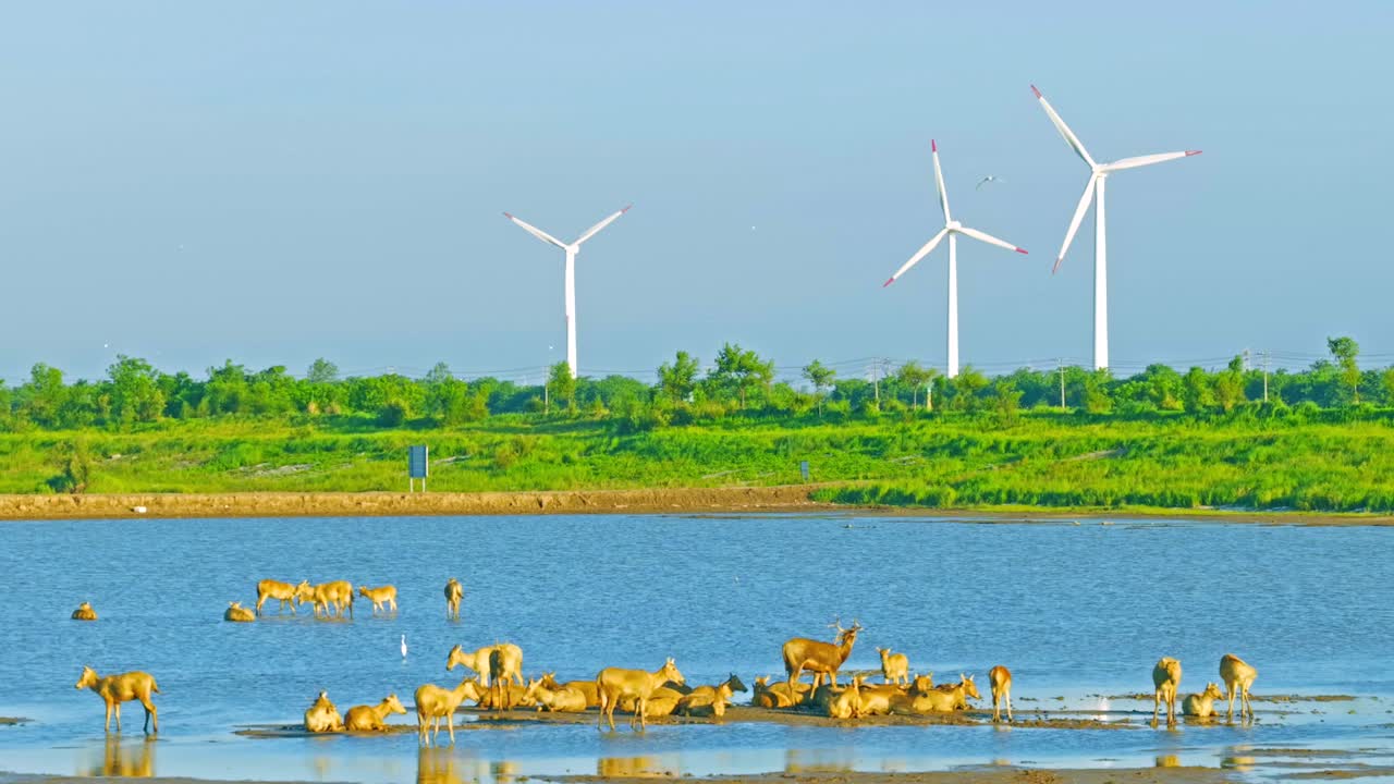 A group of Chinese elk are leisurely resting in the China Wetland Park, with beautiful scenery，Milu deer