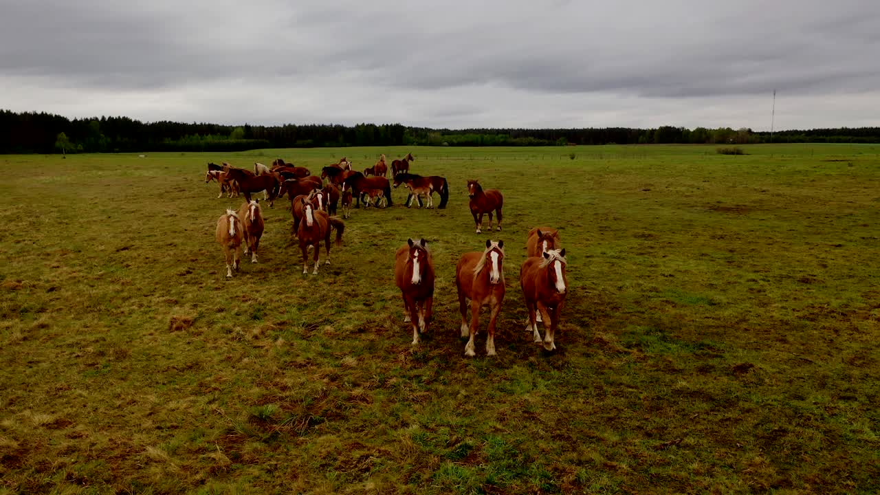 Cavalli che camminano al pascolo, vista drone di un paesaggio verde con una mandria di cavalli marroni