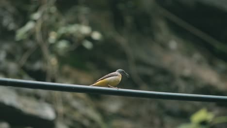 small bird perched on a wire in the woods