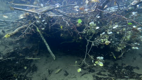 Cabaña-De-Castores-Bajo-El-Agua-Durante-Una-Inmersión