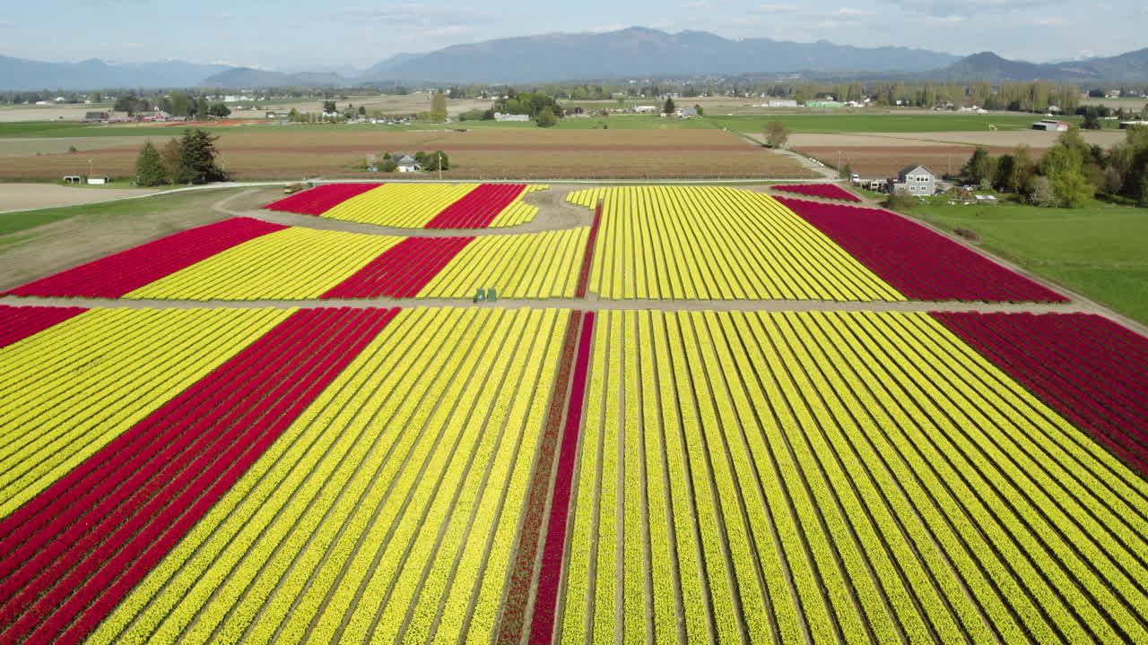 Aerial View of a Stunning Tulip Field in British Columbia