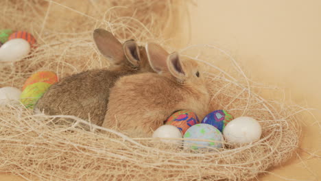 Two-bunnies-with-their-backs-turned-lying-together-in-a-nest-of-straw---High-angle-medium-close-up-shot