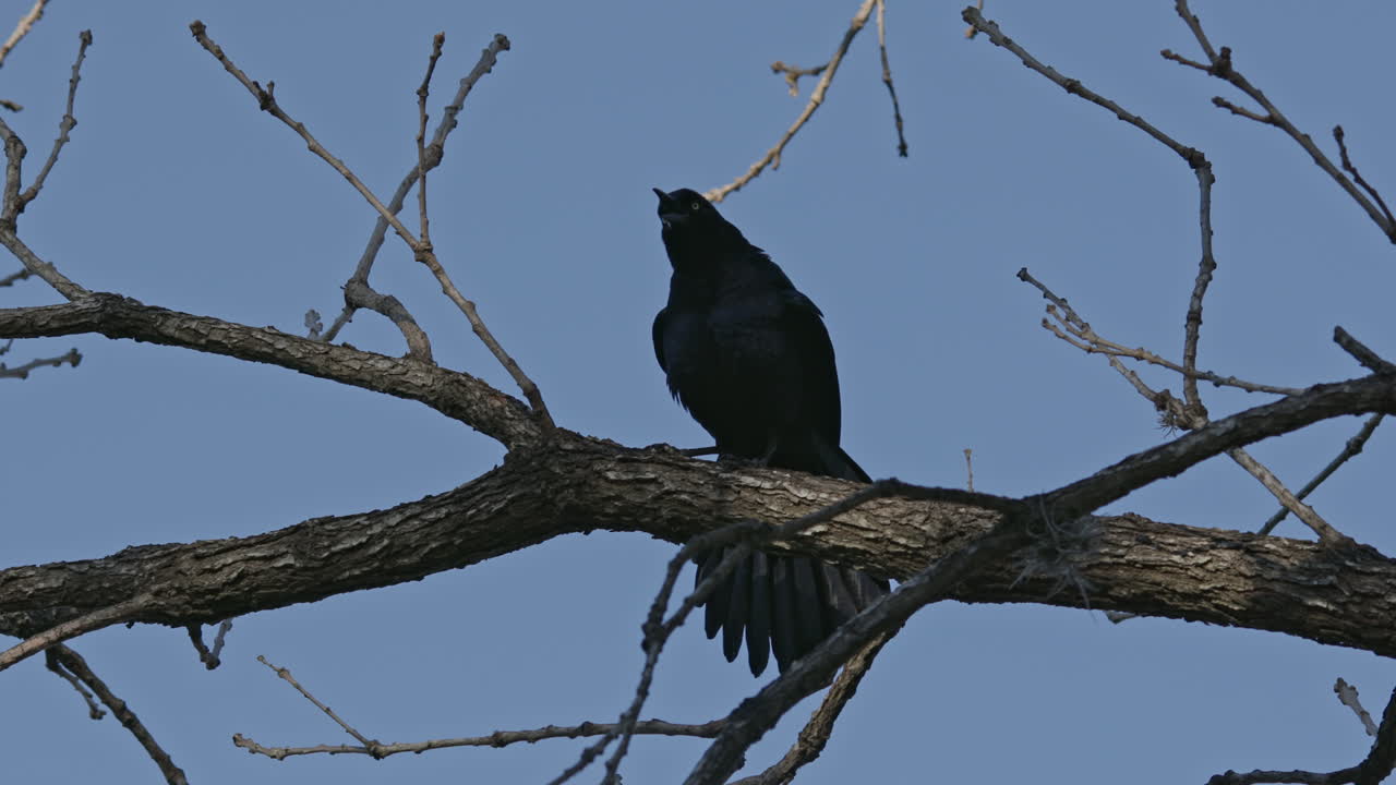 Corvo nero che gracida dai rami di un albero in un parco.