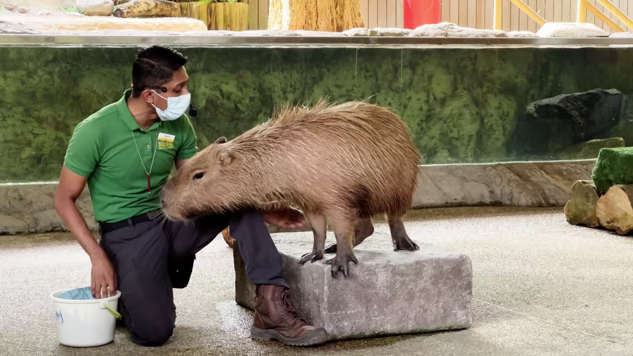 Capybara and Zookeeper Interaction