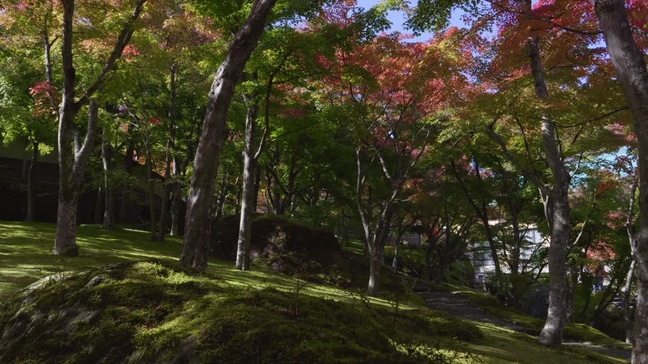 Slow motion slider over stunning moss covered landscape garden during fall