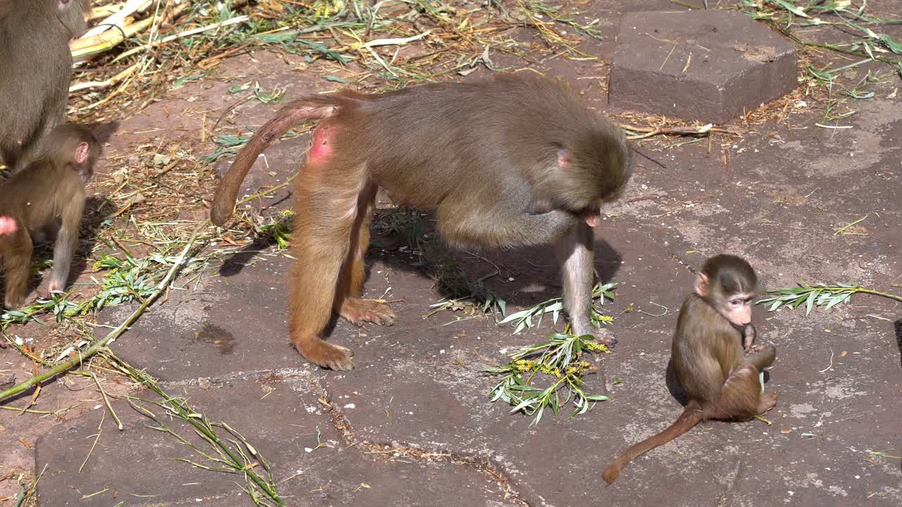 adulto y niño hamadryas babuino comiendo hojas juntos durante el día