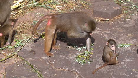 adult and child hamadryas baboon eating leaves together at daytime