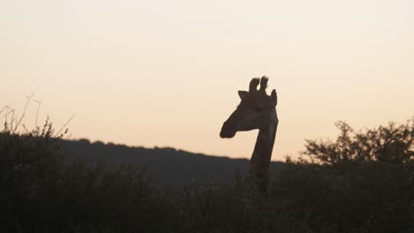 Jirafa-En-El-Parque-Nacional-Pilanesberg-En-Sudáfrica-Durante-La-Puesta-De-Sol