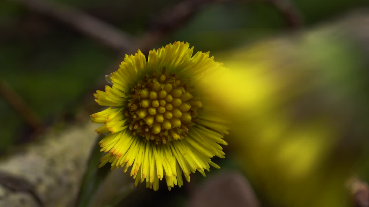 la belleza amarilla de la flor coltsfoot emerge detrás de una flor borrosa en primer plano mientras la cámara se desliza de derecha a izquierda