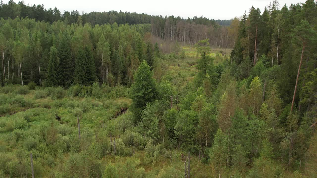 A winding river cuts through a dense green forest, creating a natural path through lush trees and meadows in a serene, untouched landscape