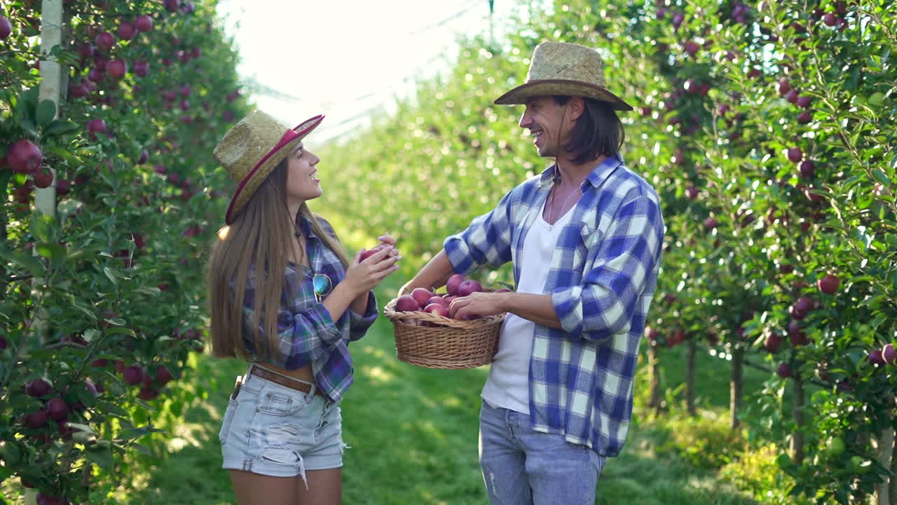A Couple Harvesting Apples in a Sunny Orchard