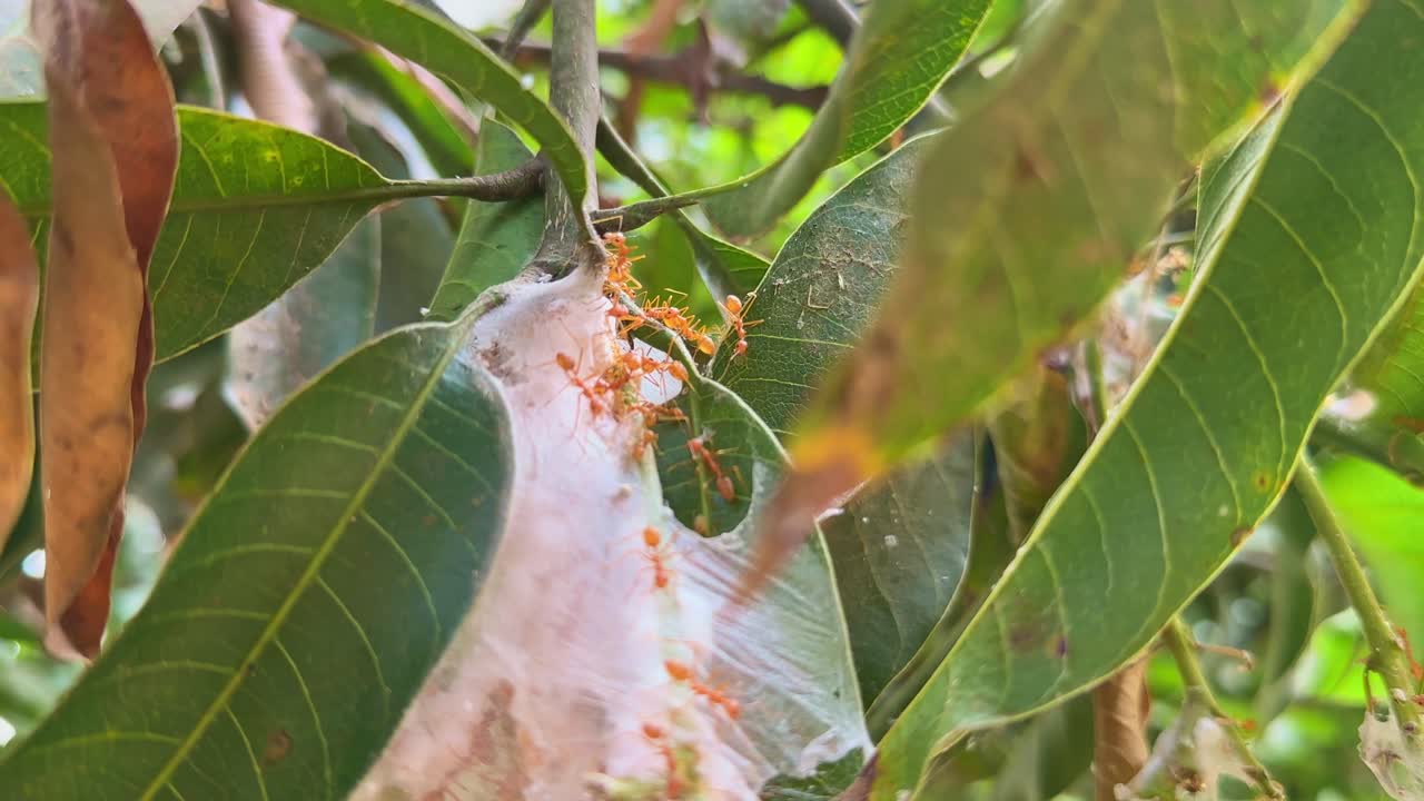 Closeup shot of the nest of red fire ant
