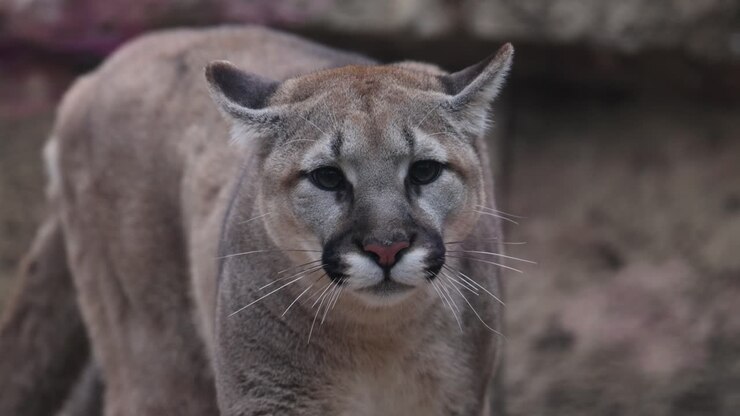 Primo piano di un puma